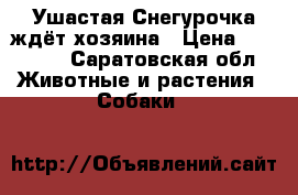 Ушастая Снегурочка ждёт хозяина › Цена ­ 10 000 - Саратовская обл. Животные и растения » Собаки   